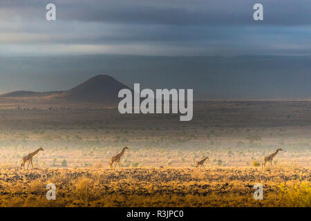 Masai giraffe, Amboseli National Park, Kenya Foto Stock