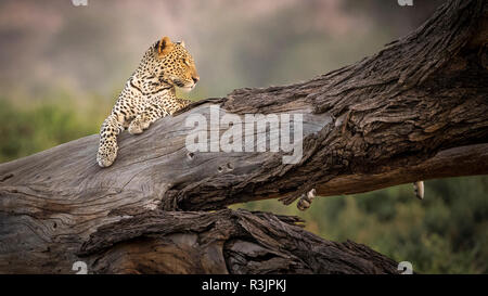 Africa in Kenya. Leopard poggiante su albero morto. Credito come: Bill giovani Jaynes / Galleria / DanitaDelimont.com Foto Stock