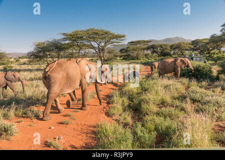 Africa, Kenya, Samburu riserva nazionale. Gli elefanti nella savana.(Loxodonta africana). I turisti fotografare. Foto Stock