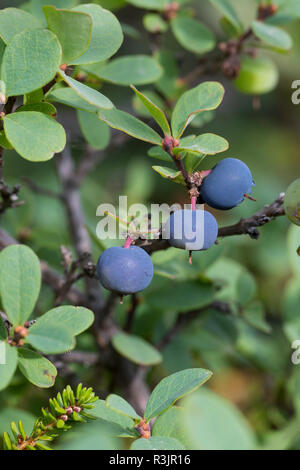 Rauschbeere, Rausch-Beere, Moorbeere, Trunkelbeere, Früchte, Vaccinium uliginosum, Bog Mirtillo, Bog Wortleberry, bog mirtillo, northern mirtillo, abbiamo Foto Stock