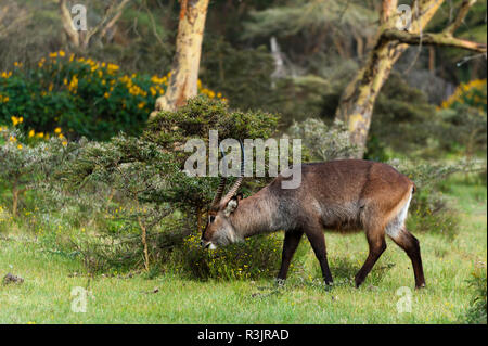 Waterbuck (Kobus ellipsiprymnus), il lago Naivasha, Kenya. Foto Stock