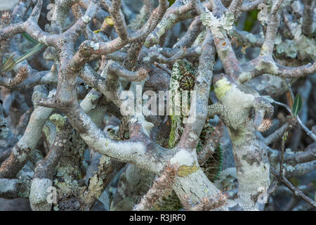 Il gigante malgascio camaleonte, Andasibe-Mantadia Parco nazionale del Madagascar Foto Stock