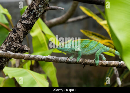 Madagascar Nosy Be (Big Island). Lemuria Land, gigante malgascio camaleonte, Oustalets's chameleon (Furcifer oustaleti), immaturi. Foto Stock