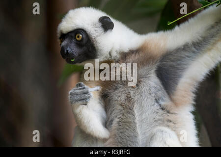 Madagascar Nosy Be (Big Island) al largo della costa nord occidentale della terraferma del Madagascar. Von der Decken il sifaka, bianco-testa sifaka (Propithecus deckenii) Foto Stock