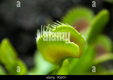 Sydney Australia, close-up di Venus flytrap nel letto giardino Foto Stock