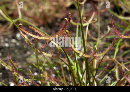 Sydney Australia, sundew pianta con sticky mucillagini per la cattura di insetti Foto Stock