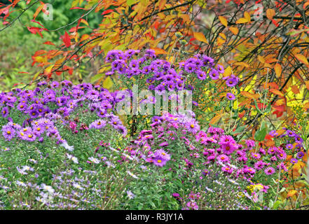 Fine aestri sotto colorato Foglie di autunno Foto Stock