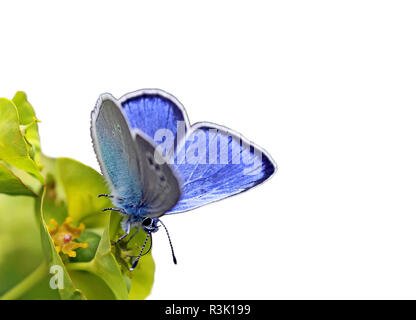 Cielo blu-panciuto bluebird glaucopsyche alexis Foto Stock