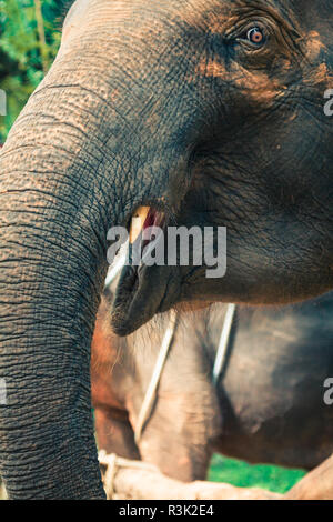 Elefanti in Thailandia Foto Stock