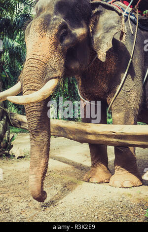 Elefanti in Thailandia Foto Stock