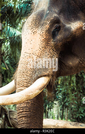 Elefanti in Thailandia Foto Stock