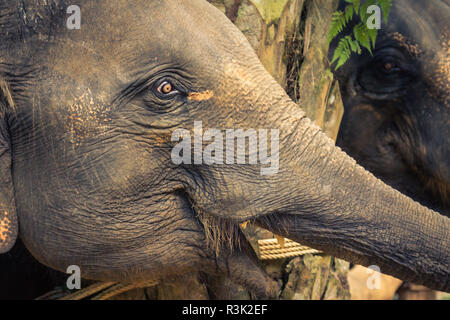 Elefanti in Thailandia Foto Stock