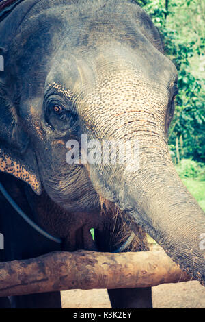 Elefanti in Thailandia Foto Stock