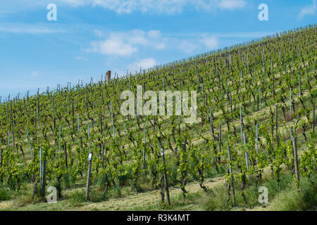 Vino della Franconia e i vigneti vicino a volkach,unterfranken Foto Stock