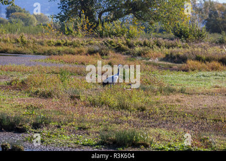 Gru comune con giovani chick a Slimbridge Foto Stock