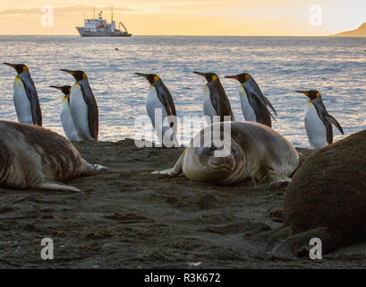 Con sunrise marching re pinguini sulla spiaggia della Baia di St. Andrews, Georgia del sud le isole. Foto Stock