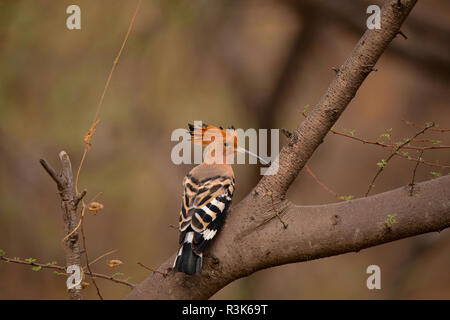 Comune, Upupa Upupa epops, Jhalana, Rajasthan, India. Notevole per la loro peculiare corona di piume Foto Stock