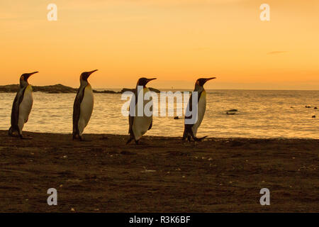 Con sunrise marching re pinguini sulla spiaggia della Baia di St. Andrews, Georgia del sud le isole. Foto Stock