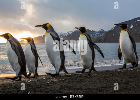 Con sunrise marching re pinguini sulla spiaggia della Baia di St. Andrews, Georgia del sud le isole. Foto Stock