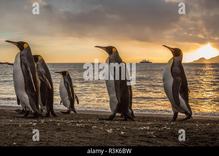 Con sunrise marching re pinguini sulla spiaggia della Baia di St. Andrews, Georgia del sud le isole. Foto Stock