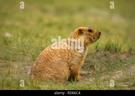 La marmotta himalayana, Marmota himalayana abita nelle praterie alpine in tutta l'Himalaya e sull'altopiano tibetano Jammu e Kashmir in India. Foto Stock