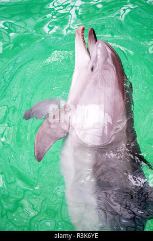 Delfino comune ritratto in acqua di un delfinario Foto Stock