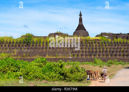 Agricoltore immobilizzare i bovini avvicinando Kothaung Tempio (Santuario di 90.000 immagini), Mrauk-U, Stato di Rakhine, Myanmar Foto Stock