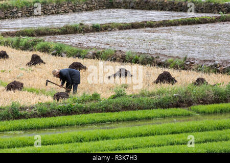 La Cina, nella provincia dello Yunnan, Yun-Ling montagne, Tacheng. Un vecchio uomo trasforma il terreno in un unplanted risone. Foto Stock