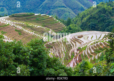 Riempito di acqua terrazze di riso in montagna, Longsheng, provincia di Guangxi, Cina Foto Stock