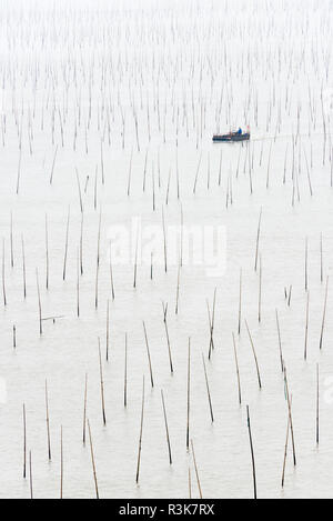La pesca in barca passando per poli di bambù di alga marina agriturismo, costa del Mar della Cina orientale, Xiapu, provincia del Fujian, Cina Foto Stock