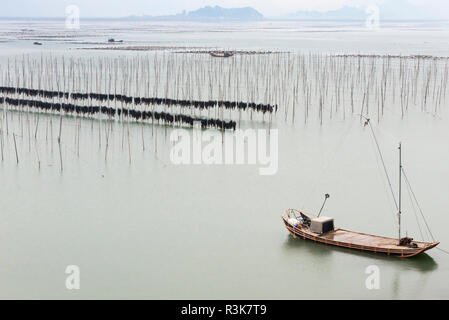 La pesca in barca passando attraverso i poli di bambù di alga marina agriturismo, costa del Mar della Cina orientale, Xiapu, provincia del Fujian, Cina Foto Stock