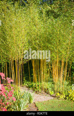 Giallo-di gambi di piante di bambù fiancheggiano uno stretto sentiero di accentuare il passaggio da una sezione del giardino per un altro NEL REGNO UNITO Foto Stock