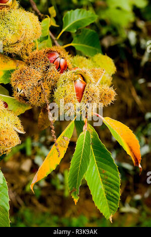 Mature castagne lo scoppio di aprire le loro sementi casi mentre è ancora attaccato a una crescente chestnust tree in un giardino inglese Foto Stock