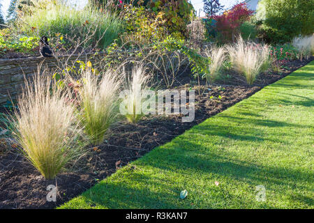 Graminacee ornamentali mostra di grande effetto nel tardo pomeriggio autunnale luce solare a fronte di un misto di confine Foto Stock