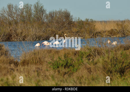 Les Saintes-Maries-de-la-Mer (sud della Francia): fenicotteri rosa vicino al ÒEtang de VaccaresÓ, un lago del Parco regionale della Camargue Foto Stock