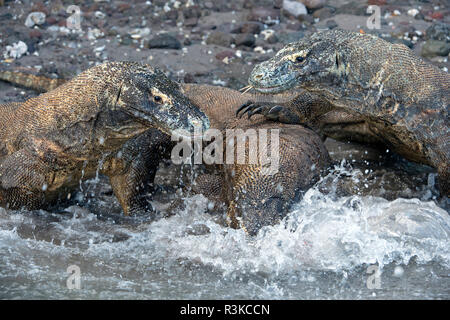 I draghi di Komodo (Varanus komodoensis), presso la spiaggia di Rinca isola, Parco Nazionale di Komodo, isola di Komodo, Indonesia Foto Stock