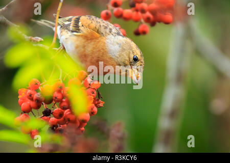 Primo piano di un maschio di uccello brambling, Fringilla montifringilla, d'inverno il piumaggio di colore arancione alimentazione bacche di Sorbus aucuparia, chiamato anche Rowan e mounta Foto Stock