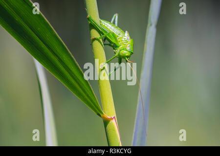 Macro Close-up di una grande macchia verde-cricket, Tettigonia viridissima. Foto Stock