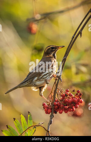 Un uccello redwing, Turdus iliacu, mangiando bacche arancio di Sorbus aucuparia, chiamato anche Rowan e mountain-ceneri in una foresta durante la stagione autunnale Foto Stock