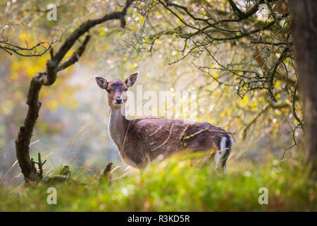 Daini (Dama Dama) doe, hind o fulvo nella stagione autunnale. Della nebbia d'Autunno e i colori della natura sono chiaramente visibili sullo sfondo. Foto Stock