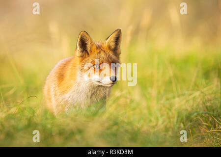 Wild red fox Vulpes vulpes lavaggio in un prato verde durante il tramonto Foto Stock