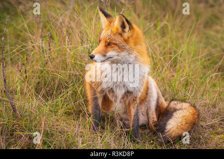 Primo piano di un selvaggio rosso giovane volpe (vulpes vulpes) di appoggio in una foresta. Foto Stock