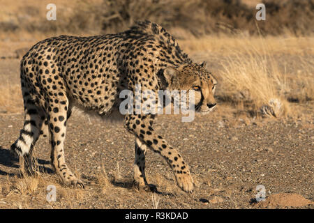 Africa, Namibia. Un captive Cheetah, Acinonyx jubatas, in stalking la postura. Keetmanshoop Foto Stock