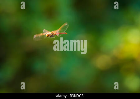 Close-up di un maschio vagrant darter, Sympetrum vulgatum, in volo su uno sfondo verde. Foto Stock