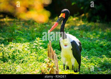 Close up ritratto di una sella colorata fatturati stork (Ephippiorhynchus senegalensis) in piedi in un prato verde. Foto Stock