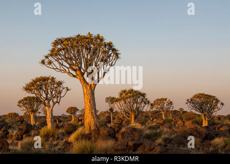 Faretra alberi paesaggio di sunrise, Namibia Foto Stock