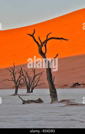 Dead stagliano alberi in Deadvlei, Sossusvlei, Namibia Foto Stock
