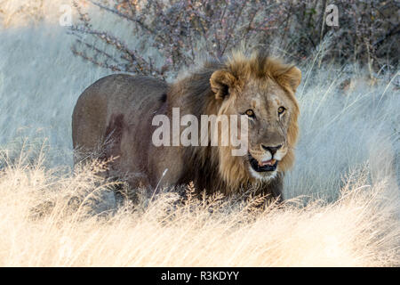 Africa, Namibia, il Parco Nazionale di Etosha, Maschio Lion a piedi attraverso le erbe Foto Stock