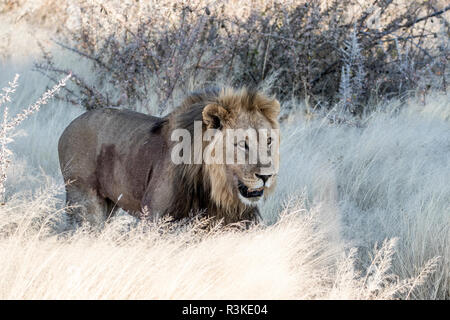 Africa, Namibia, il Parco Nazionale di Etosha, Maschio Lion a piedi attraverso le erbe Foto Stock