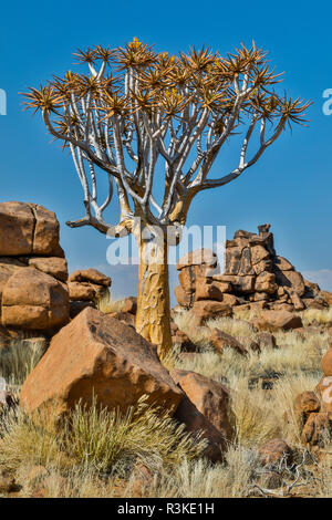 Africa, Namibia, Keetmanshoop, giganti' Parco giochi presso la Quiver Tree Forest Camp di riposo Foto Stock